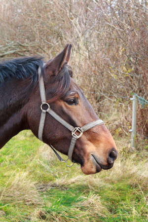 The head of a brown horse seen in profileの写真素材