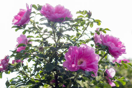 Pink Rose Heidetraum backlit by sun, horizontal, closeupの写真素材