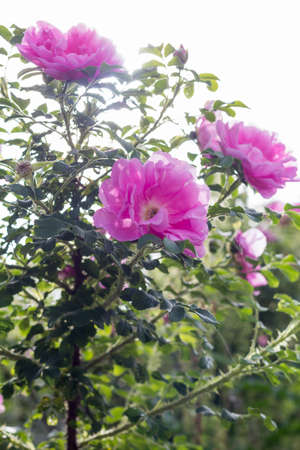 Pink Rose Heidetraum backlit by sun, vertical, closeupの写真素材