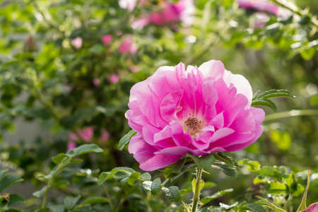 Pink Rose Heidetraum in bloom, shallow depth of field, horizontal, closeupの写真素材