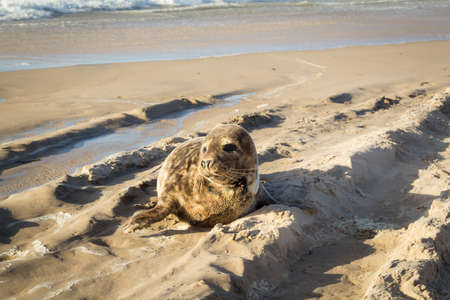 Common seal sunbathing on the beachの写真素材