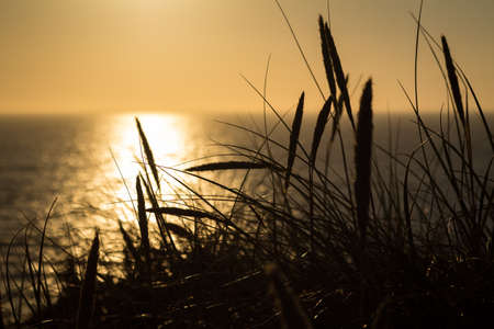 Lyme grass in silhouette against the sun setting over the seaの写真素材