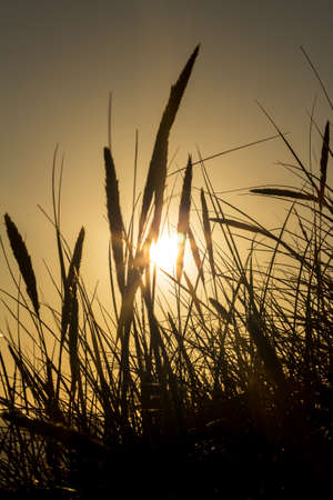 Lyme grass in silhouette against the setting sunの写真素材