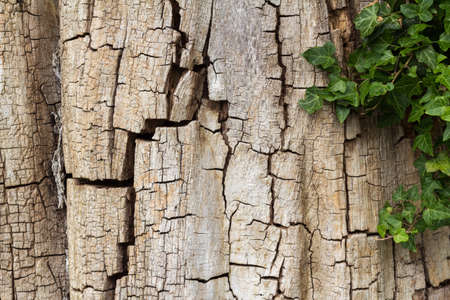 Old cracked tree bark partially covered in ivy, horizontal with copy spaceの写真素材