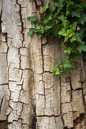 Old cracked tree bark partially covered in ivy, vertical with copy spaceの写真素材