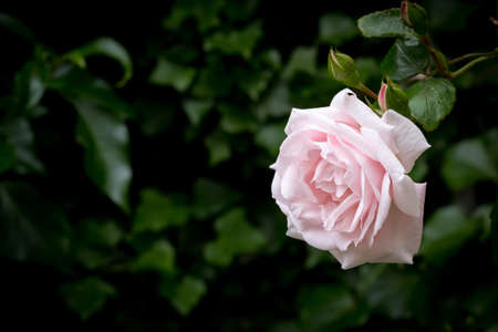 Pale pink rose against blurred dark green background, horizontalの写真素材