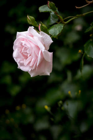 Pale pink rose against blurred dark green background, verticalの写真素材