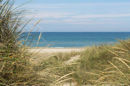 View over the sea from dunes covered in lyme grassの写真素材