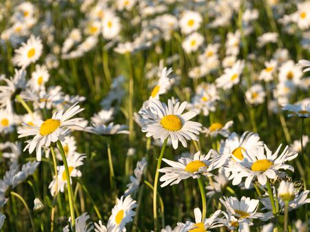 Field of leucanthemum vulgare, ox-eye daisies, in morning sunlight, shallow DoFの写真素材