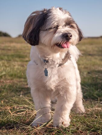 Close-up of a tricolored Coton de Tulear dog looking to the sideの写真素材