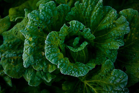 Chinese cabbageの写真素材