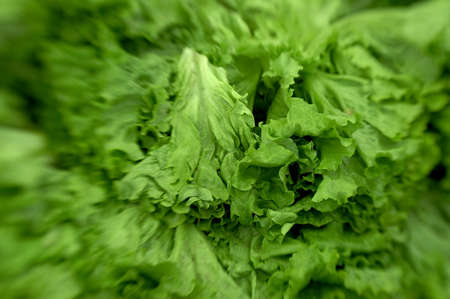 Lettuce