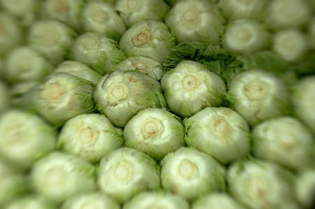 Chinese cabbage