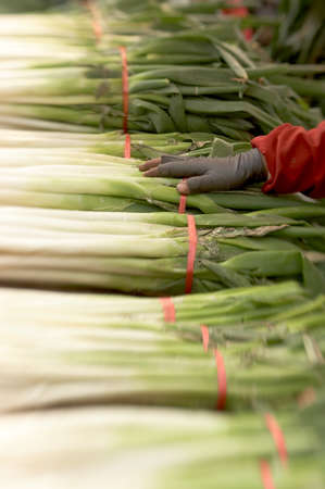 Shallotの写真素材