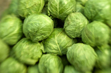 Garden cabbageの写真素材