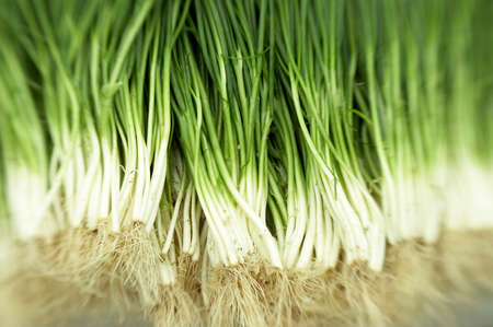 Chives
