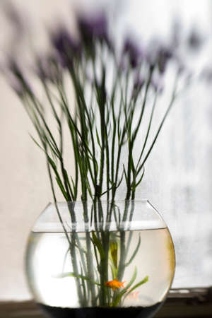 Flowers on the tankの写真素材