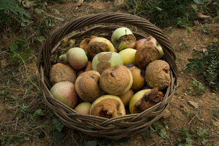 Rotten Appleの写真素材