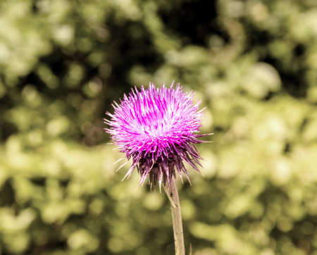 Flowerの写真素材