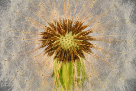 Dandelion puffball in extreme closeup showing texture of the individual seeds.の写真素材