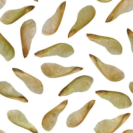 Tileable seamless wallpaper pattern of single layer of silver maple seeds.  May be tiled both horizonally and vertically.の写真素材