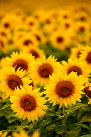 A field of sunflowers in soft light with shallow depth of field.