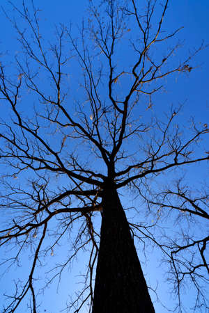 Upward perspective view of silhouetted leafless tree against a clear blue sky.