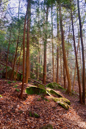A group of pine trees near a hiking trail in Ohio's Hocking Hills State Park.の写真素材