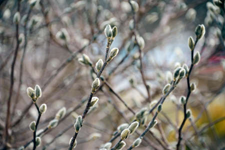 Fuzzy buds on a dormant Magnolia tree during the winter season.
