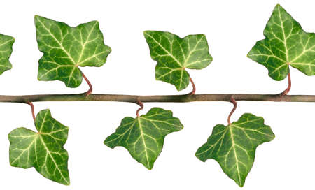 English Ivy, a repeating seamless tileable closeup image.の写真素材