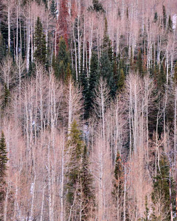 Colorado mountain in winter featuring alternating aspen and pine trees.