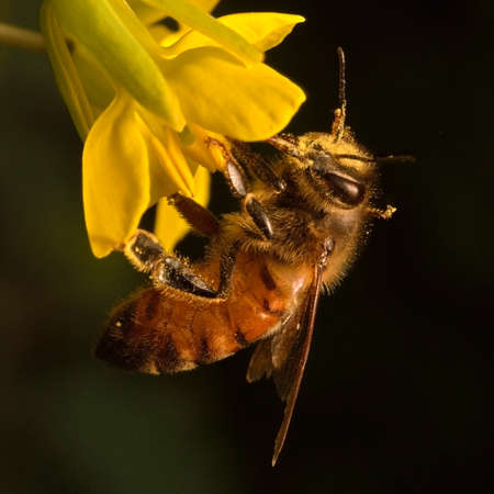 Close-up photo of a Western Honey Bee (Apis mellifera) gathering nectar and pollen and spreading...