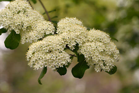 Viburnum prunifolium (known as blackhaw or black haw, blackhaw viburnum, sweet haw, and stag bush)...