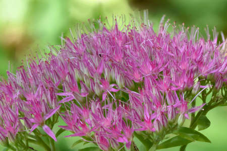 Sedum Spectabilis (Sedum Spectabile) closeup (macro) of pink flowers outdoors in natural light with...