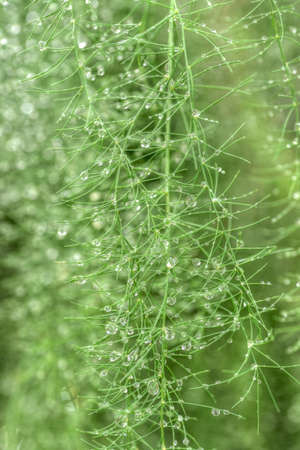 Mature asparagus plants covered with morning dewの写真素材