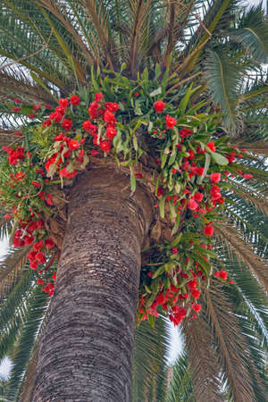 Mediterranean palm tree with Epiphyllum or orchid cactus near the Italian coastの写真素材