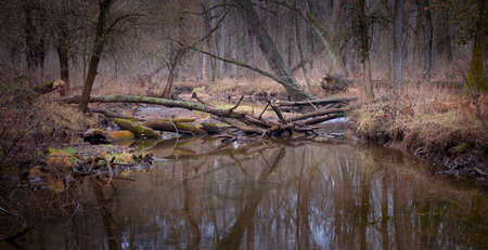 A view of a woodland stream on a dreary winter day.の写真素材