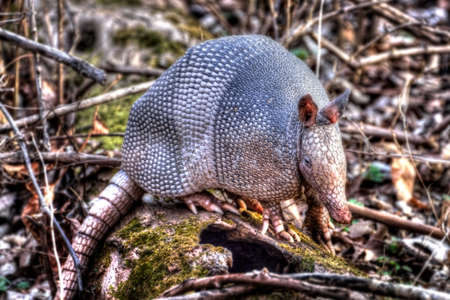 Nine-banded Armadillo (Dasypus novemcinctus) searching for food in the forest.の写真素材