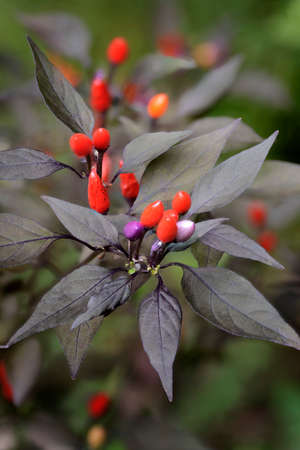 Miniature ornamental peppers growing on the plant.の写真素材