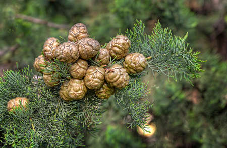 Italian Cypress cones or Mediterranean Cypress cones, Cupressus sempervirens.