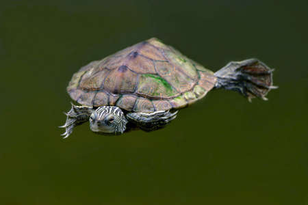 Aquatic freshwater turtle known as Common Map turtle and also Northern Map turtle, Grapyemys,...