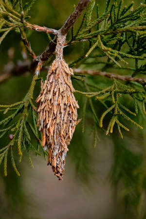 Bagworm. Cocoon of the Evergreen Bagworm moth (Thyridopteryx ephemeraeformis of the Psychidae...