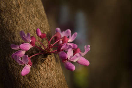 Eastern redbud (Cercis canadensis) closeup of a bloom cluster in the warm afternoon sun.