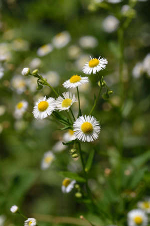 Daisy fleabane (Erigeron strigosus, Erigeron annus) also known as annual fleabane and eastern...