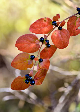 Japanese honeysuckle (lonicera japonica) with black berries in fall and winter season.  An invasive climbing vine plant with fragrant white and yellow flowers in summer.の写真素材