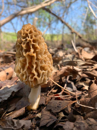 Common morel mushroom (Morchella esculenta) appears in the spring.  It is considered a gastronomic delicacy by many.の写真素材