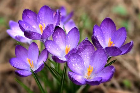 Purple Crocus flowers, first to bloom in spring time.  Harbinger of spring.の写真素材