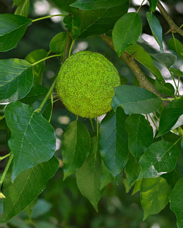 Fruits of Osage orange tree (maclura pomifera) also known as horse apple, hedge apple, bodark, bois...