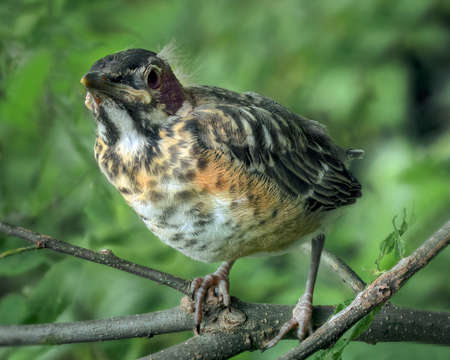 Young fledgling bird, American Robin (Turdus migratorius) in a natural setting perched on a limb...