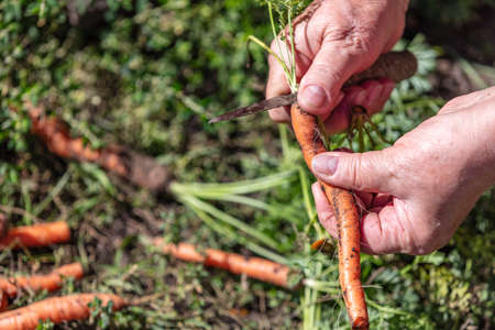 A close up shot of a farmer holding and cutting carrots just dug out from the ground. Agriculture and farming concept. Blurred background. Macro.の写真素材